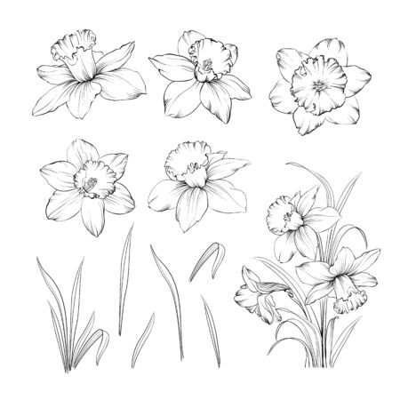 Set of line drawing narcissus. Daffodils blossom bundle. Black flowers isolated over white. Flowers contour collection. Vector illustration.のイラスト素材