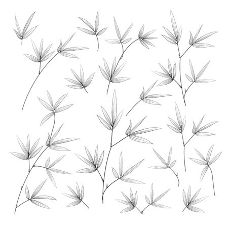 Set of tropical bamboo elements. Collection of palm leaves on a white background. Vector illustration bundle.のイラスト素材