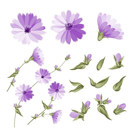 Set of chicory flowers elements. Botanical illustration of endive. Collection of chicory. Blue cichorium flowers isolated on white background. Vector illustration.のイラスト素材
