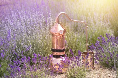 Distilling apparatus alembic on the ground with esential oil between of lavender field lines.の写真素材