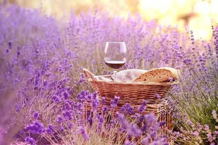 Wine against lavender landscape in sunset rays. Harvesting of aromatic lavender.の写真素材