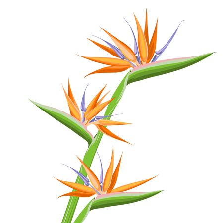 Strelitzia orange tropical flower isolated on white background. Exotic tropical flower of Strelitzia or bird of paradise. Vector illustration.のイラスト素材