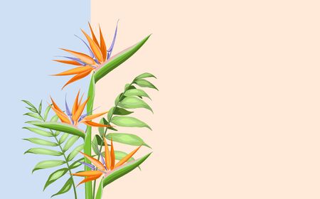 Strelitzia orange tropical flower isolated on color background. Vector illustration.のイラスト素材