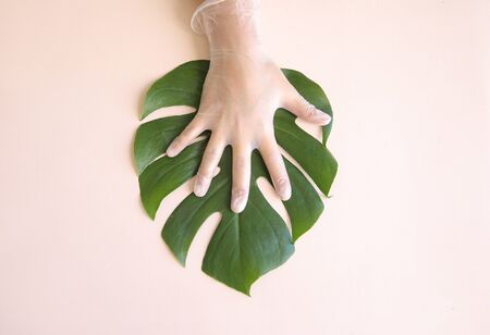 Clean Human hand in a medical glove touching green tropical monstera leaf.の写真素材
