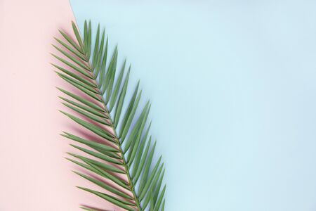 Top view of flatlay with green palm leaf on color paper. Diagonal line of green and pink colors.の写真素材