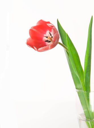 Red tulip closeup isolated on white background.の写真素材