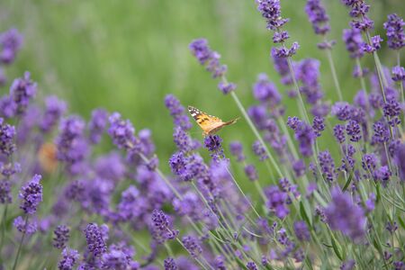Beautiful orange butterfly over the violet Lavender flowers.の写真素材