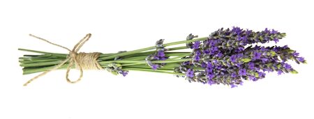 Beautiful violet lavender flower on whiteの写真素材