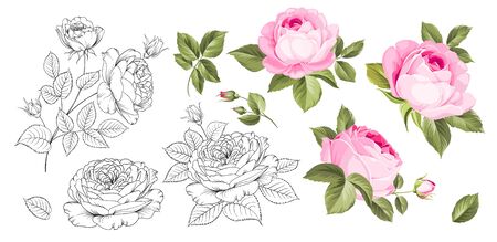 Rose bud collection. Elements of roses isolated on white background. Bouquet of roses. Flower isolated against white. Beautiful set of flowers. Vector illustration.のイラスト素材