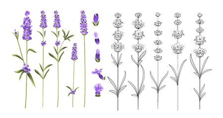 Set of lavender flowers elements.のイラスト素材