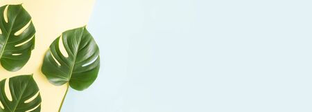 Panormic banner of green monstera on color paper. Diagonal line of color paper.の写真素材