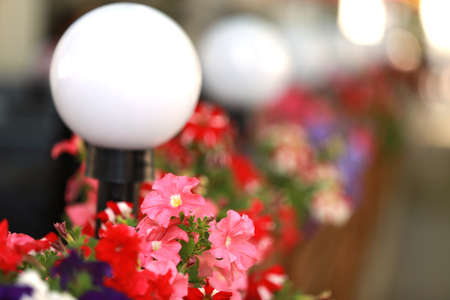Street lights against the background of flowers.の写真素材