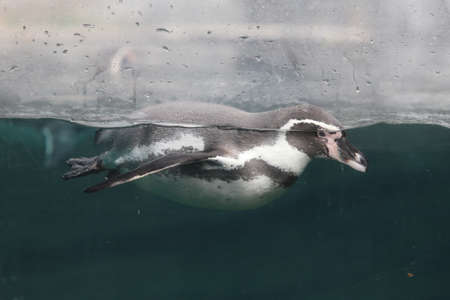 Penguin is swimming in the water behind the glass.の写真素材