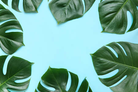 Tropical palm tree leaf on a blue background. Vibrant minimal fashion concept. Design with copy spaceの写真素材