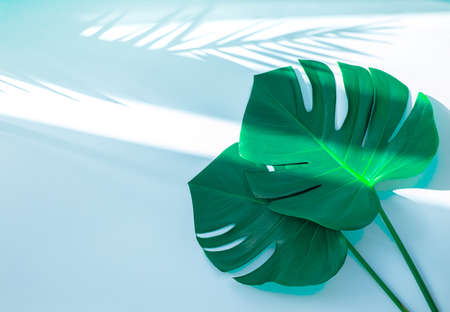 Tropical palm tree leaf and hat on a white background. Vibrant minimal fashion concept