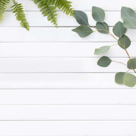 Green leaves of eucalyptus branches on a wooden background.の写真素材