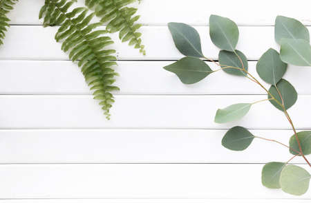 Green leaves of eucalyptus branches on a wooden background.の写真素材