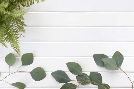 Green leaves of eucalyptus branches on a wooden background.の写真素材