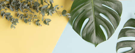 Summer background with tropical plants.の写真素材