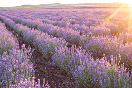 Blooming violet lavender field on sunset sky.の写真素材