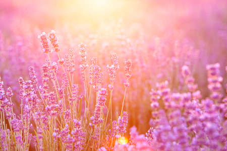 Blooming violet lavender field on sunset sky.の写真素材