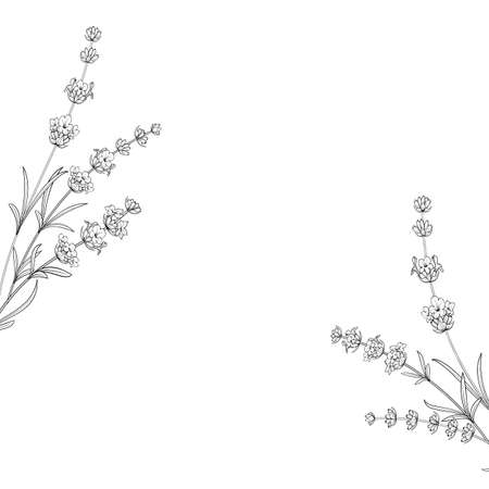 Hand drawn frame lavender in sketch style.のイラスト素材