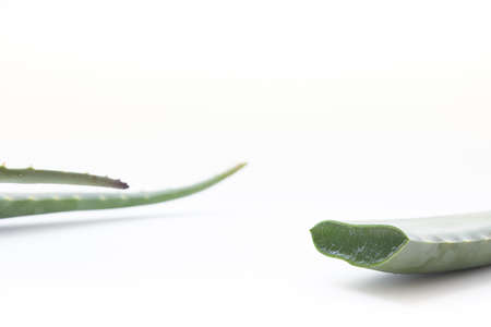 Aloe vera leaves on a white background.の写真素材