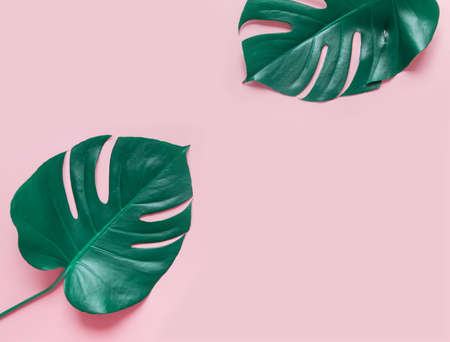 Summer background with palm monstera leaves on pink.