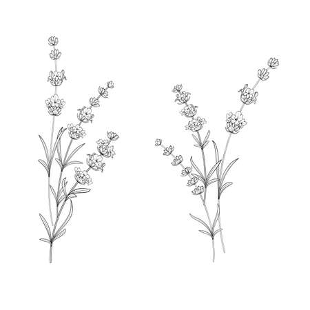 Hand drawn frame lavender in sketch style.のイラスト素材