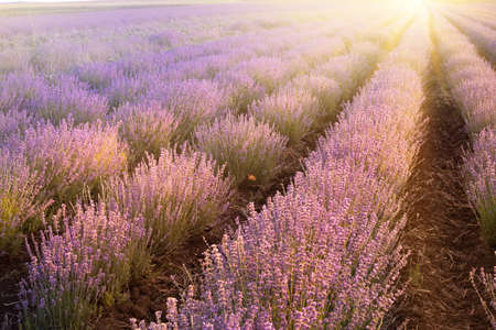 Blooming violet lavender field on sunset sky.の写真素材