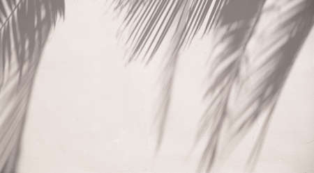 Tropical sun shadows on the wall.の写真素材