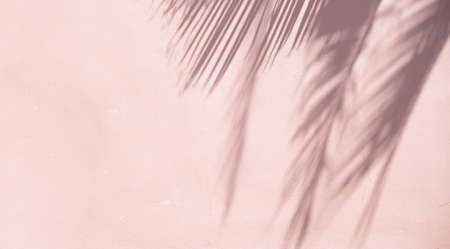 Tropical sun shadows on the wall.の写真素材
