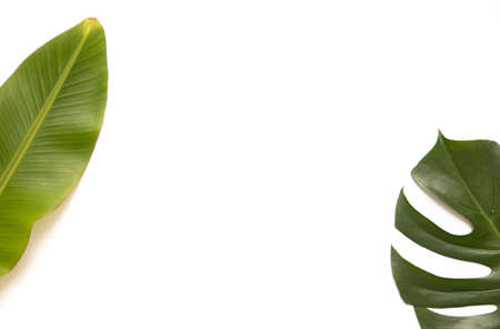 Tropical background with palm monstera leaves .の写真素材