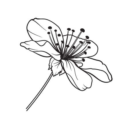 Hand drawn design elements sakura flowers collection.のイラスト素材