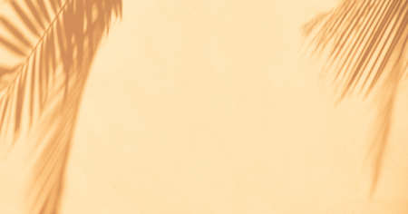 Tropical sun shadows on the wall.の写真素材