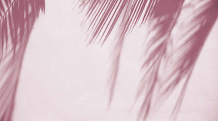 Tropical sun shadows on the wall.の写真素材
