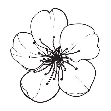 Hand drawn design elements sakura flowers collection.のイラスト素材