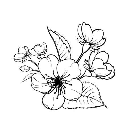 Hand drawn design elements sakura flowers collection.のイラスト素材