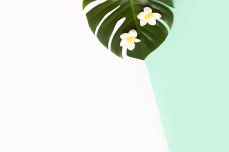 Tropical background with palm leaves monstera and flower.の写真素材