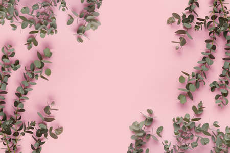 Green leaves of eucalyptus branches on a pink backgroundの写真素材
