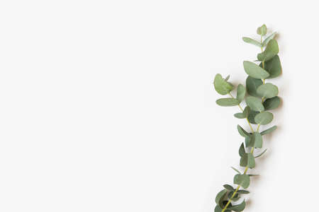 Green leaves of eucalyptus branches on a white backgroundの写真素材