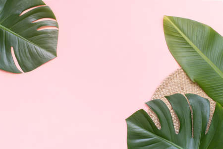 Summer background with palm leaves on pinkの写真素材