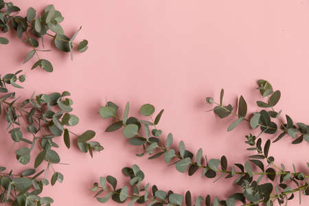 Green leaves of eucalyptus branches on a pink backgroundの写真素材