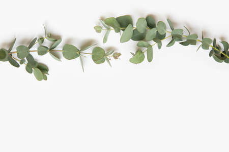 Green leaves of eucalyptus branches on a white backgroundの写真素材
