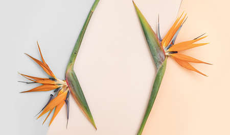 Top view tropical leaves on vibrant background. Summer flat lay composition.の写真素材