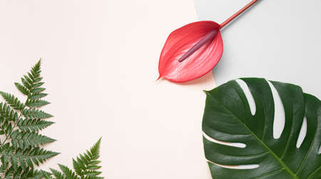 Top view tropical leaves on vibrant background. Summer flat lay composition.の写真素材