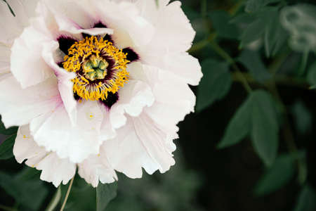 Fresh peonies in the garden.の写真素材