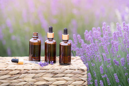 Ingredients of natural cosmetics from lavender. Composition from glass bottles of essential oil.の写真素材