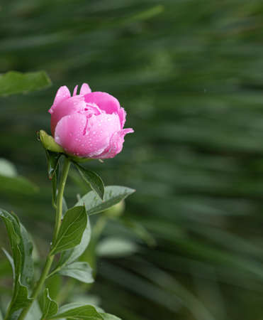 Fresh peonies in the garden.の写真素材
