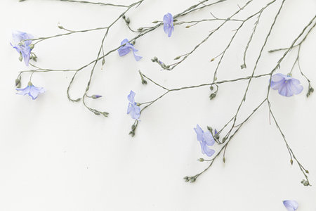 Blooming flax flowers on a white background.